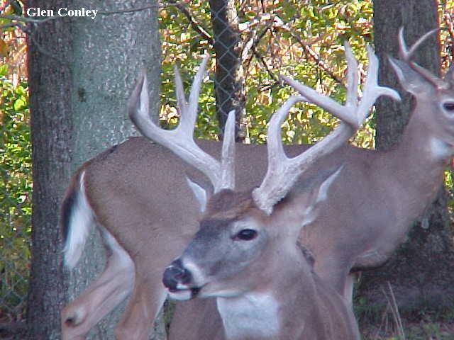 3 year old whitetail buck