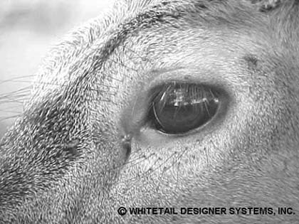 Whitetail Deer Eye Reference Photo