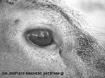 Whitetail Deer Eye Reference Photo