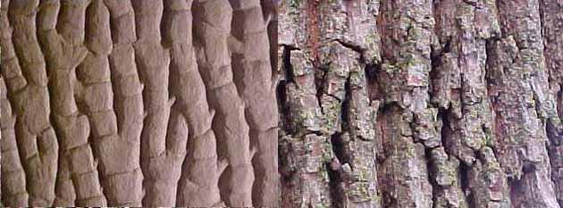 taxidermy habitat bark and real bark