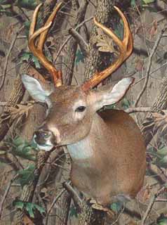 Texas whitetail mounted on a REAL DEER FORM by Texas taxidermist Becky Phillips.