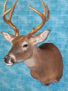 Whitetail deer mount done by Texas taxidermist Becky Phillips.