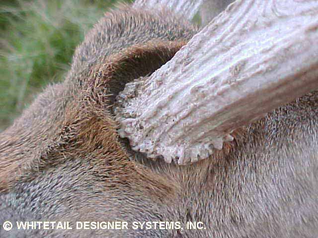 Whitetail reference photo of the hair pattern around the antler burrs.