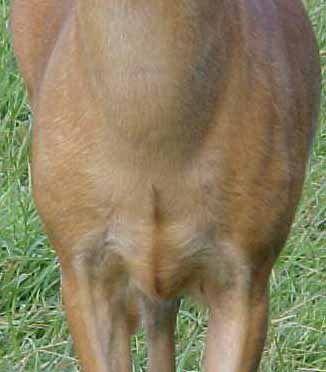 whitetail deer photo