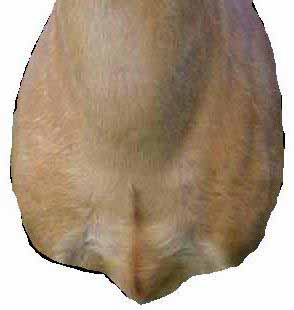 whitetail deer photo