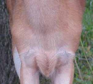 whitetail deer photo