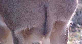 whitetail deer photo
