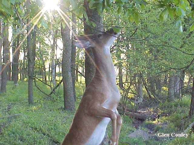 browsing buck pic