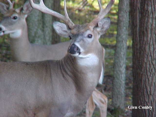 whitetail buck starting the rut neck swell