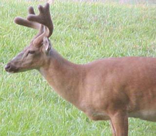 whitetail deer photo
