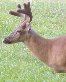 whitetail deer photo