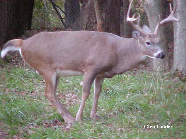 Highly Coveted Pic of Buck Deer Urinating on Tarsal Glands.