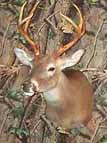 Texas whitetail mounted on one of the REAL DEER taxidermy forms.