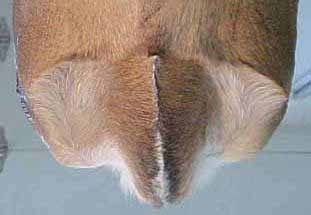 Deer brisket as mounted on a REAL DEER FORM