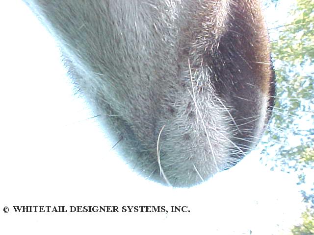 whitetail deer chin underside photo