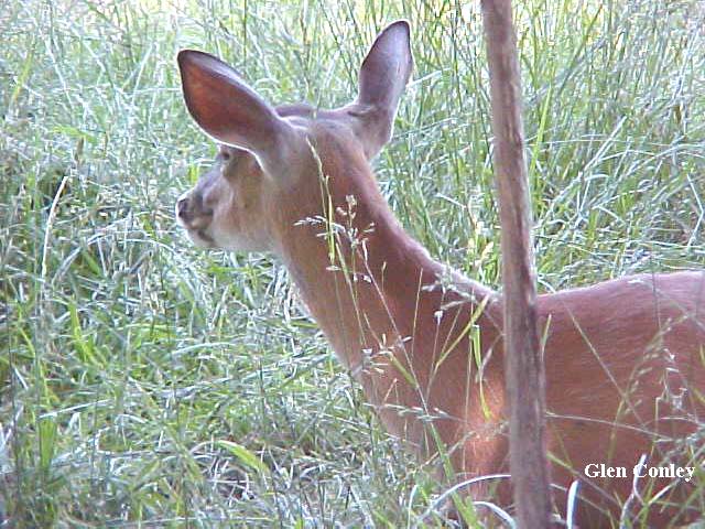 deer ears forward reference photo