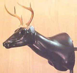 whitetail deer taxidermy form sculpture