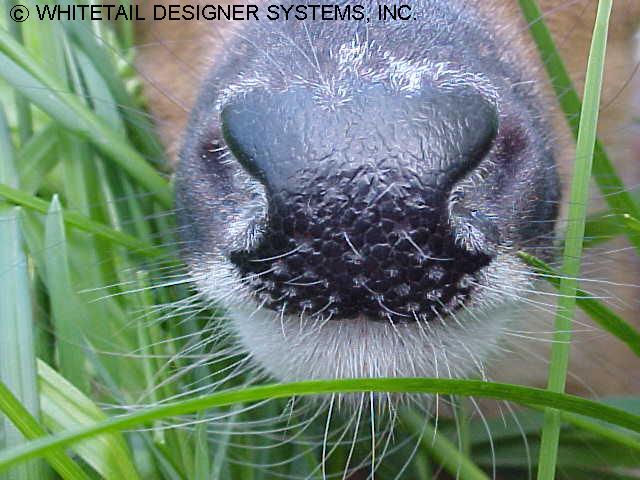 whitetail deer nose photo