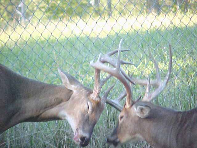 fighting whitetail bucks