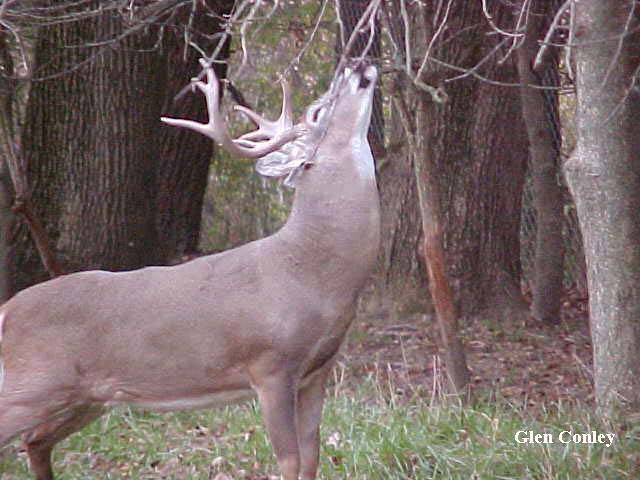 Pic of whitetail buck under a licking branch.