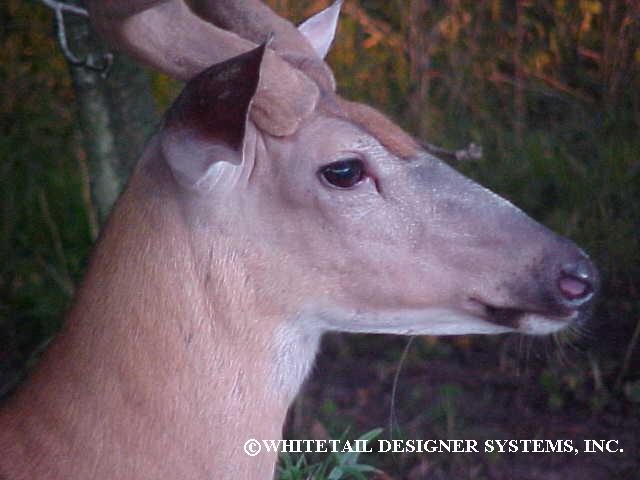 mature whitetail buck picture