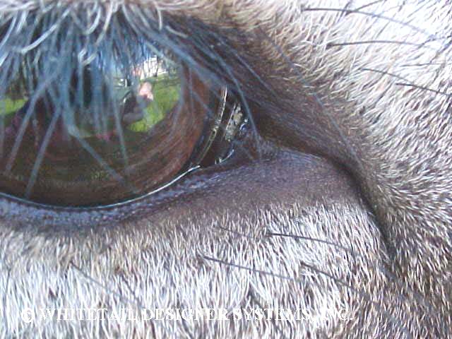 Taxidermy reference photo of the front eye corner of a whitetail deer