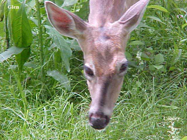 non-typical whitetail deer