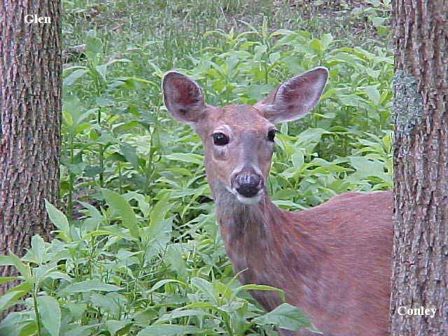 non-typical whitetail deer