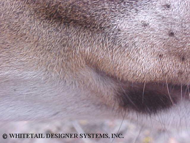 deer reference photo of a whitetail deer mouth corner