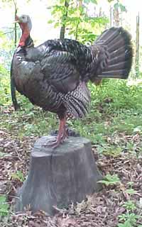 Wild turkey taxidermy mount by Ohio taxidermist  Dan Jennings on the Weathered Stump taxidermy habitat base.