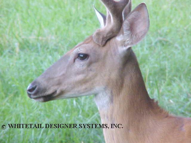 yearling whitetail buck picture