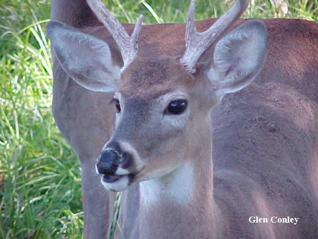 yearling whitetail buck